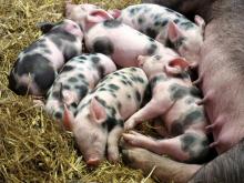 Себестоимость выращивания свиней возрастет почти на 5%. Будет ли дорожать свинина?
