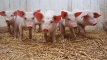 Експорт живця свиней приніс Україні 4,3 млн дол. США