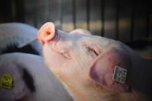 В Донецкой области сожгут 400 свиней из-за АЧС