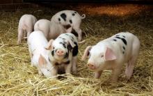 Украинское свиноводство будет иметь новые гигиенические стандарты