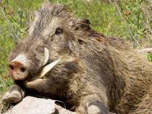 The cases of ASF of domestic pigs have decreased, and have increased of wild ones