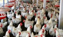 Украина за 2017 г. экспортировала 271 тыс. т мяса птицы