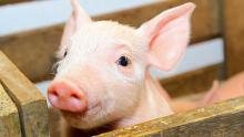 Минус 0,5 млн голов: в Украине стало меньше свиней