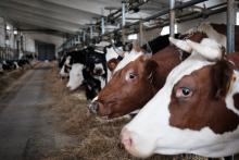 USBA offers the Government concrete programs of financing of animal industries