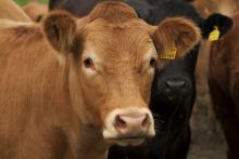 Ukraine and Romania have agreed veterinary certificates for cattle skins