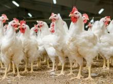 Деньги на АПК в 2017 году пошли преимущественно на производителей курятины