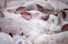Farmers received only a third of compensation for died due to the ASF pigs