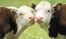 На Золотоніщині скоротилось поголів’я великої рогатої худоби