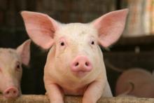 The number of pigs decreased by more than 8% over the year