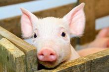 Pigs in live weight have risen in price