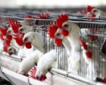 Місія ЄС завершила оцінку якості вітчизняної системи держконтролю за виробництвом м’яса птиці