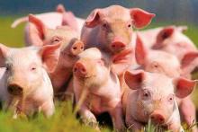 Виробництво свинини цьогоріч скоротиться, сало подорожчає