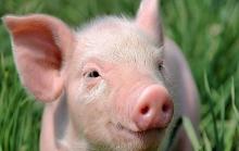 Угорщина: перший випадок африканської чуми свиней