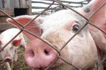 Россия запретила белорусских свиней 