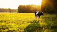 Artificial intelligence helps a former Microsoft employee monitor cows