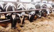 The decrease in the number of animals on farms led to a reduction in the production of mixed fodders by 33-65%