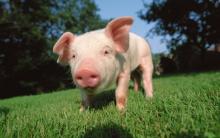 Scientists have discovered a virus among pigs that a human can be infected with