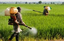 UN allocated $ 230,000 to fight illegal trafficking in pesticides in Zakarpattia