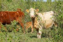 Cows are bred in a new unusual way in Volyn