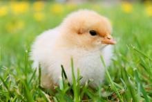 ФАО надає молоду птицю 2750 фермерствам східної України