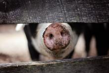 ASF: Ukraine banned the importation of pork from Hungary 