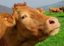 Украина в 2025 году может довести поголовье молочных коров до 2,76 млн голов 