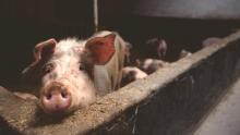 Польские фермеры требуют отмены сертификатов о состоянии здоровья животных 