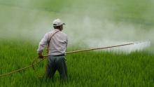 Швейцарія може повністю заборонити використання пестицидів