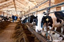 At least six Ukrainian companies announced the construction of new livestock complexes