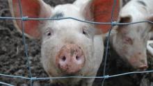 В МинАПК утверждают, что проблемы с АЧС в области свиноводства нет