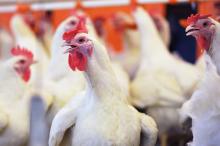 Украина среди европейских стран заняла первое место по экспорту мяса птицы в ЕС