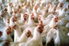 The number of poultry is increasing while the number of cows and pigs are decreasing in Ukraine