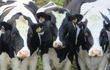 Производители предпочитают держать коров не для мяса, а для молока