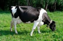 Cherkasy region increased the productivity of cows to 3930 kg