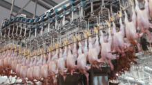 Україна на 80% збільшила експорт м'яса птиці в ЄС