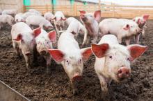 Dozens of pigs were slaughtered due to the ASF in the Kherson region