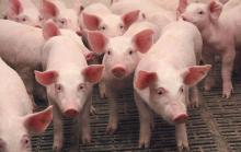 The National Academy of Agrarian Sciences has lost half of the research pig breeding grounds due to ASF