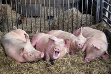 Сельское домохозяйство может держать 10-15 голов свиней в год - Лапа 