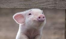 Польща: від АЧС постраждало близько 3 тис. свиней за тиждень