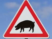 У Литві знищать майже 20 тисяч свиней через спалах АЧС