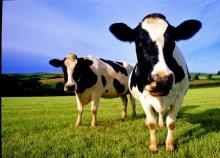 Number of cows and poultry decreased and increased respectively in Ukraine