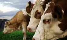 Чинний порядок реєстрації худоби буде спрощено та в перспективі переведено в електронний режим