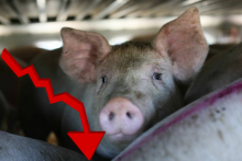 Експорт свинини впав