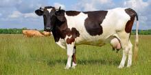 В Україні зросло поголів’я корів в агропідприємствах