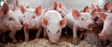 Експорт свинини впав в 3 рази, імпорт — зріс уп'ятеро