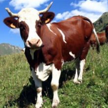 Фермерам нагадали про необхідність інвентаризації худоби