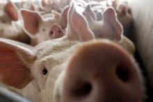 Ціни на ринку живця свиней в Україні дещо стабілізувалися