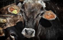 Україна заборонила ввозити польську яловичину