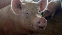 АЧС може знищити 200 млн свиней у Китаї.