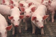 Щорічно поголів'я українських свиней скорочується на 500 тисяч